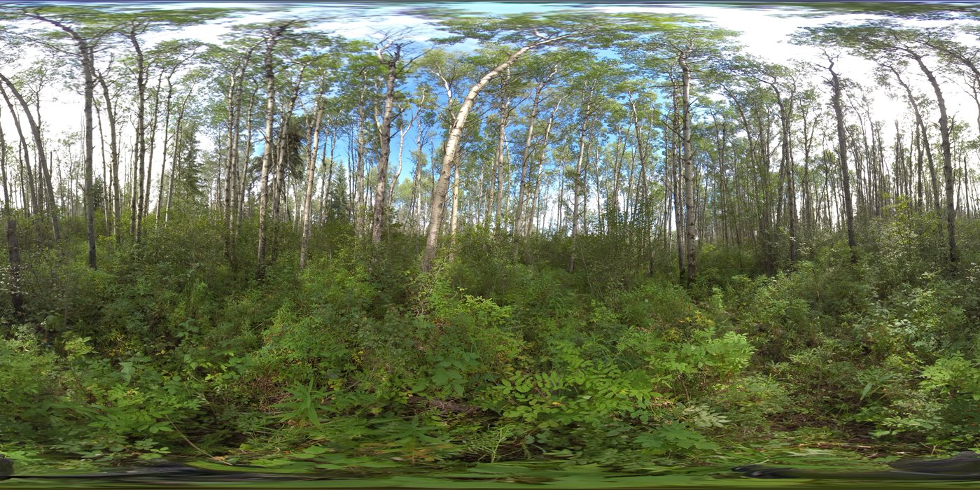 Boreal upland forest