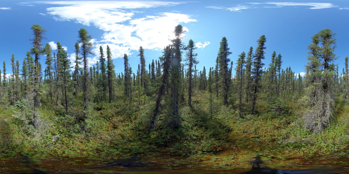 Boreal wetlands