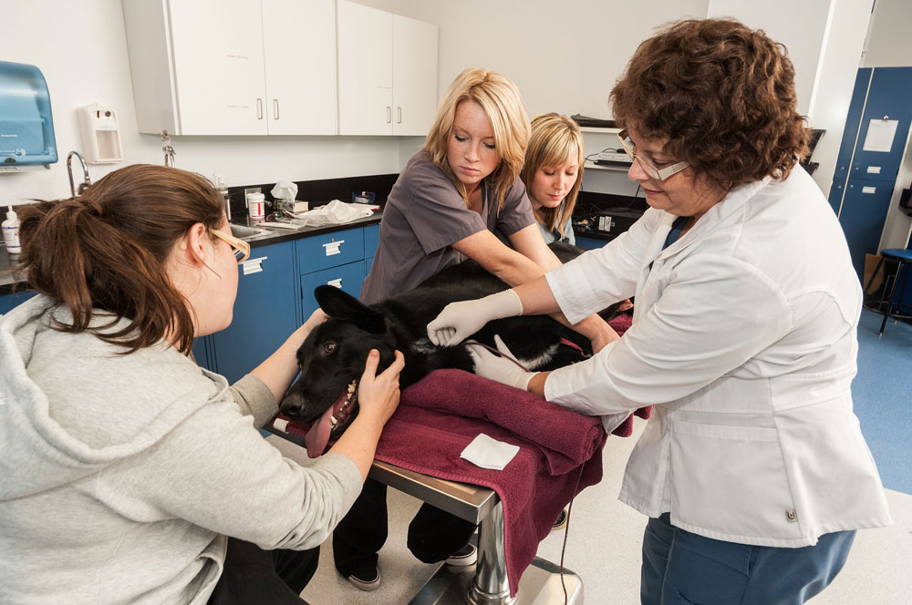 VMA students and instructor treating a dog