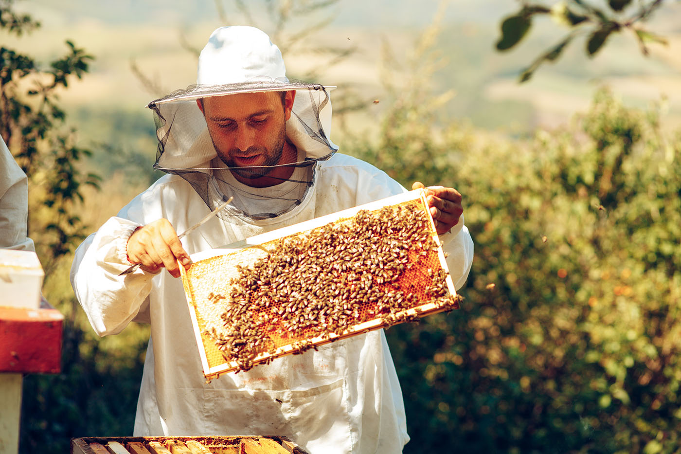 beekeeping
