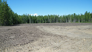 boreal reclamation landscape