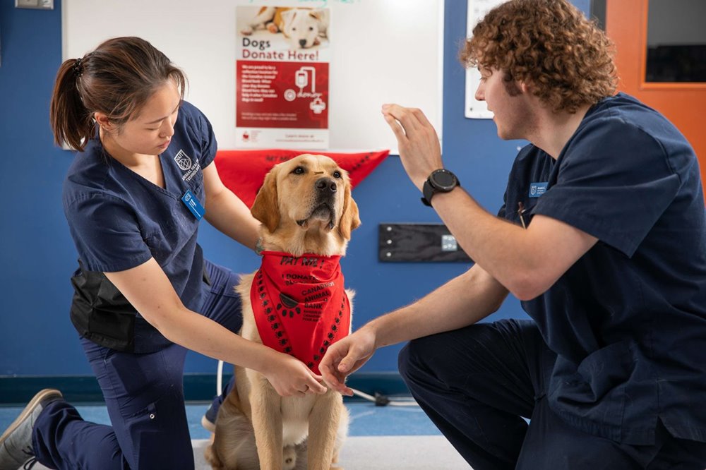 Service dogs have their day at NAIT's animal blood bank