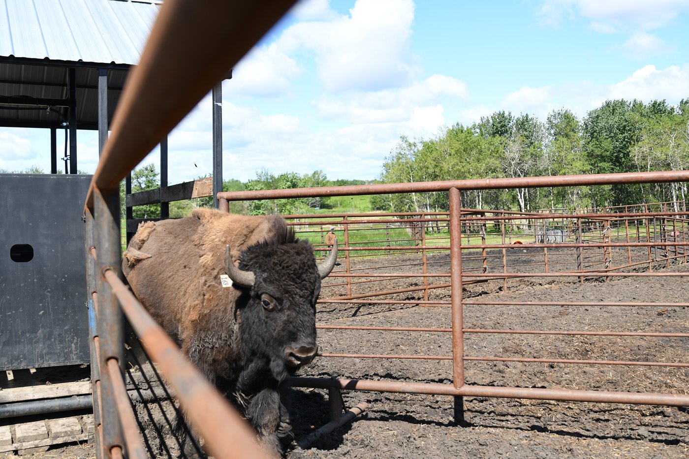 A large brown bison emerges from the BisonSense monitoring system into a pen